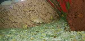 LABIDOCHROMIS CAERULEUS maimud 2 - 3 cm (2 foto / 4)
