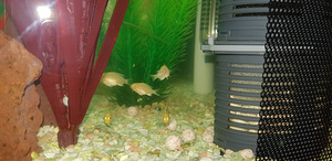 LABIDOCHROMIS CAERULEUS maimud 2 - 3 cm (3 foto / 4)