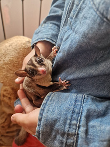 Suhkrupoos, lendorav possum käsiraamat (3 foto / 10)
