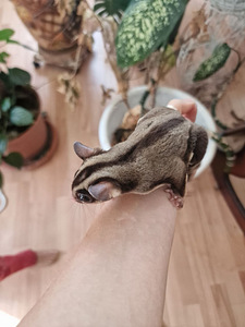 Suhkrupoos, lendorav possum käsiraamat (8 foto / 10)