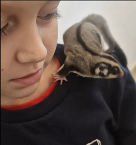 Suhkrupoos, lendorav possum käsiraamat (9 foto / 10)