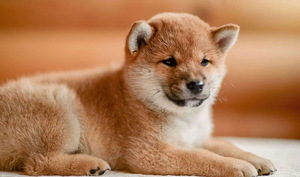 Shiba Inu kutsikad (5 foto / 8)