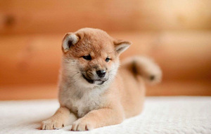 Shiba Inu kutsikad (6 foto / 8)