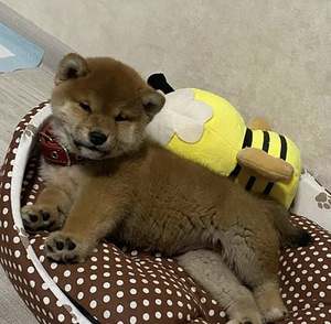 Shiba Inu kutsikad (1 foto / 8)