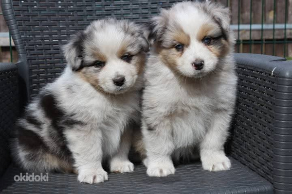 Aussi blue merle