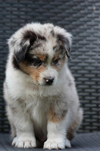 Aussi blue merle,blue eyes (6 foto / 8)