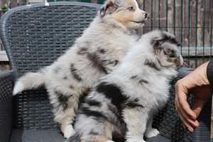 Aussi blue merle & black tricolor (5 foto / 10)