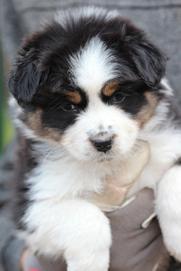 Aussi blue merle & black tricolor (7 foto / 10)