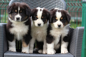 Aussi blue merle & black tricolor (9 foto / 10)
