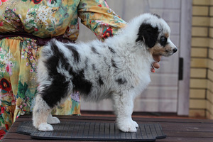 Austraalia lambakoer blue merle,blue eyes (3 foto / 8)
