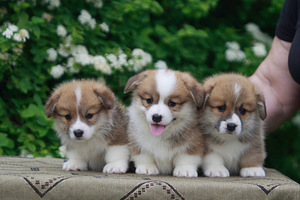 Welsh corgi pembrok red (1 foto / 7)