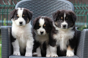 Australian sheperd tricolor & merle (5 foto / 10)