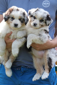 Australian sheperd tricolor & merle (6 foto / 10)
