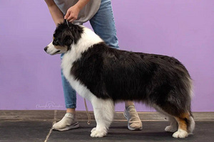 Australian sheperd tricolor & merle (9 foto / 10)