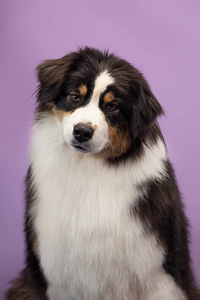 Australian sheperd tricolor & merle (10 foto / 10)