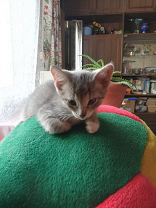 Отдам котят (1 фото из 2)