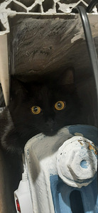 Steriliseeritud must emane kass, 2 aastane (2 foto / 3)