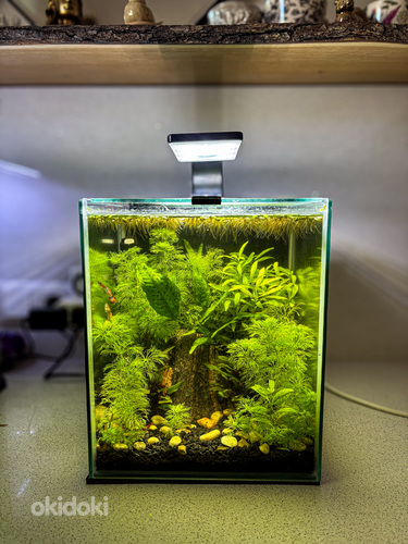 Akvaarium 20L (Aquascape)