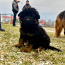 Длинношерстные щенки немецкой овчарки (фото #3)