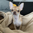 Chihuahua poiss Louis otsib pruute (foto #2)
