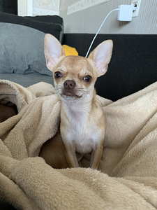 Chihuahua poiss Louis otsib pruute (2 foto / 4)