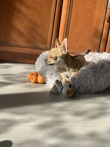 Chihuahua poiss Louis otsib pruute (3 foto / 4)