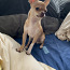 Chihuahua poiss Louis otsib pruute (foto #4)