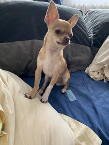 Chihuahua poiss Louis otsib pruute (4 foto / 4)