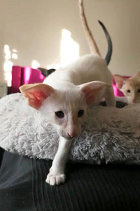 Orientаali kassipojad NEW (2 foto / 6)