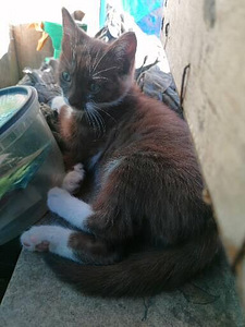 Котята ищут дом (2 фото из 6)