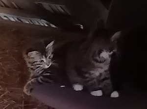 Котята бездомного кота (3 фото из 3)
