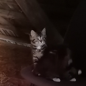 Котята бездомного кота (2 фото из 3)
