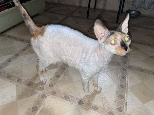 Kass otsib uut kodu (1 foto / 7)