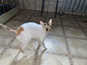 Kass otsib uut kodu (4 foto / 7)
