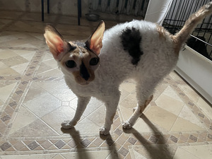 Kass otsib uut kodu (7 foto / 7)