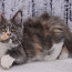Maine Coon (foto #1)