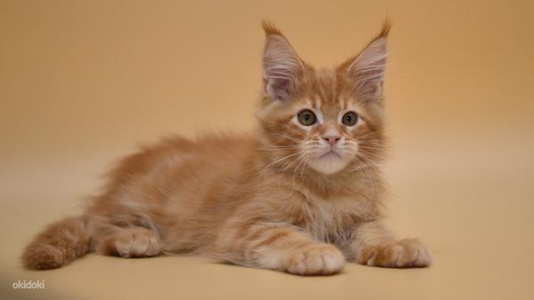 Maine coon (foto #6)