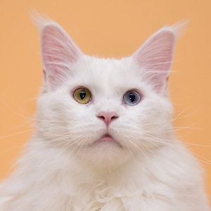 Maine coon