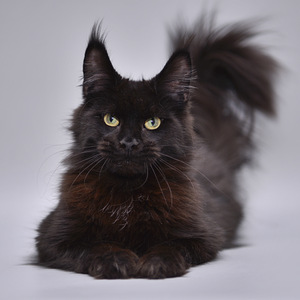 Мейн-кун (1 фото из 8)