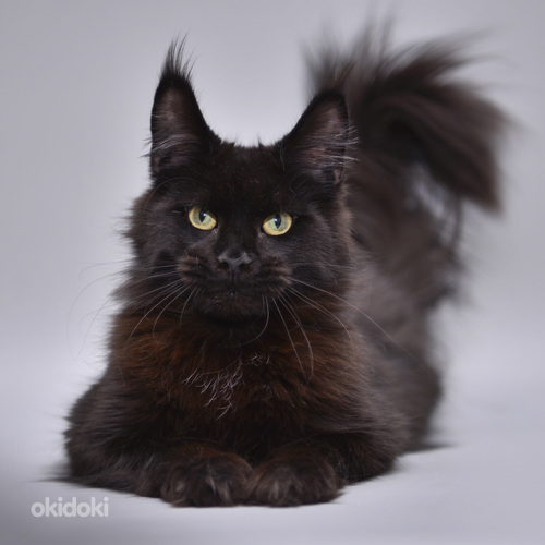 Maine coon