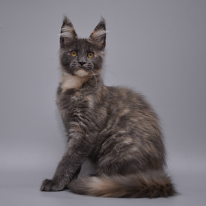 Maine Coon (3 foto / 7)