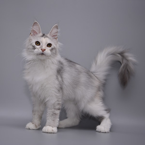 Maine Coon (4 foto / 7)