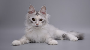 Maine Coon (5 foto / 7)