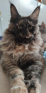 Котята Maine Coon (5 фото из 10)