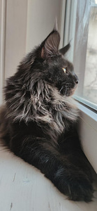 Котята Maine Coon (10 фото из 10)