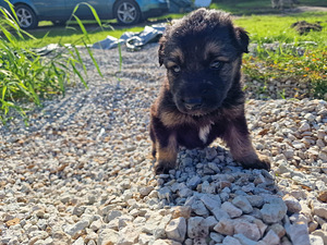 Saksa lambakoera kutsikad (1 foto / 8)