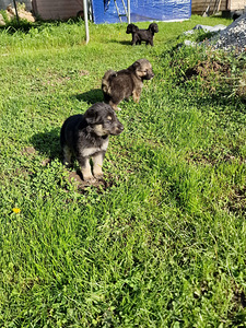 Saksa lambakoera kutsikad (5 foto / 8)