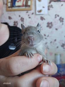 Deegu (4 foto / 4)