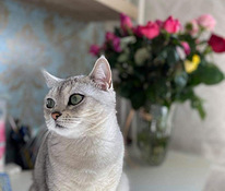 Британская короткошерстная кошка ищет жениха