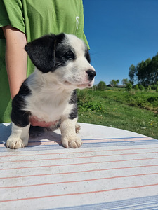 Welsh Corgi Cardigan (3 foto / 10)